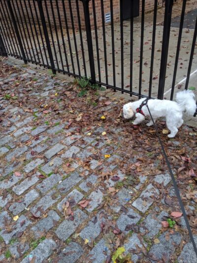 Ehrenreich-Austin Playground - Forest Hills, NY