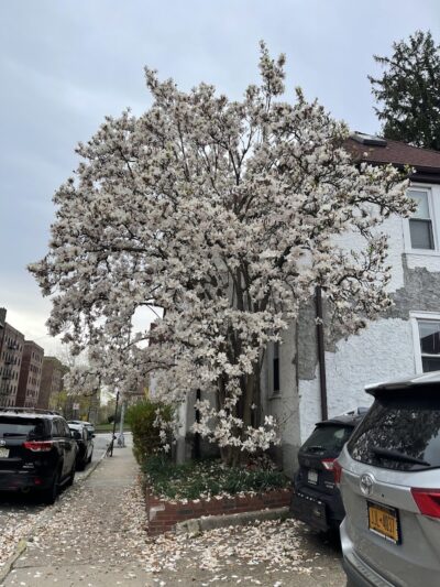 Ehrenreich-Austin Playground - Forest Hills, NY
