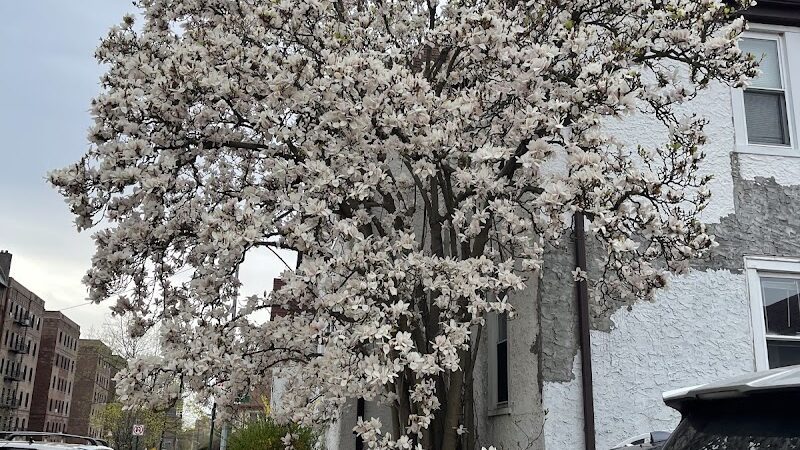 Ehrenreich-Austin Playground - Forest Hills, NY