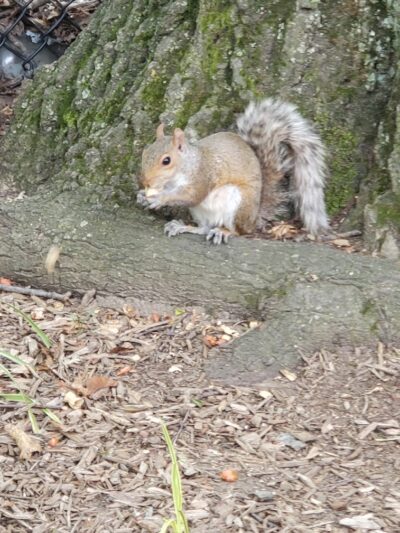 Ehrenreich-Austin Playground - Forest Hills, NY