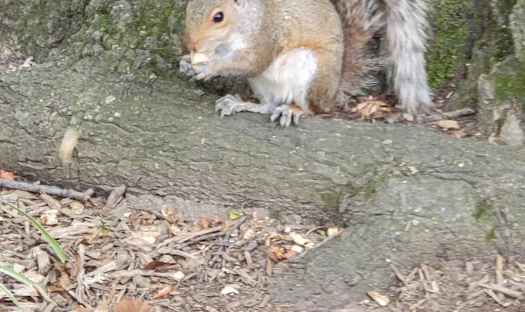 Ehrenreich-Austin Playground - Forest Hills, NY
