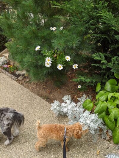 Ehrenreich-Austin Playground - Forest Hills, NY