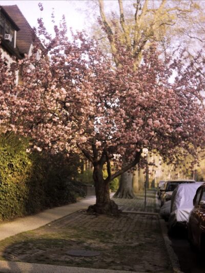 Hawthorne Park Forest Hills - Forest Hills, NY