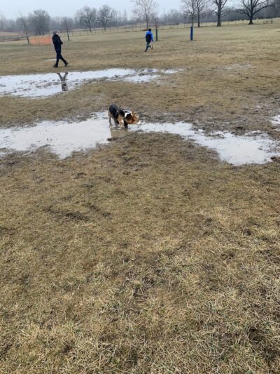 Miller Meadow Off-Leash Dog Area - Forest Park, IL