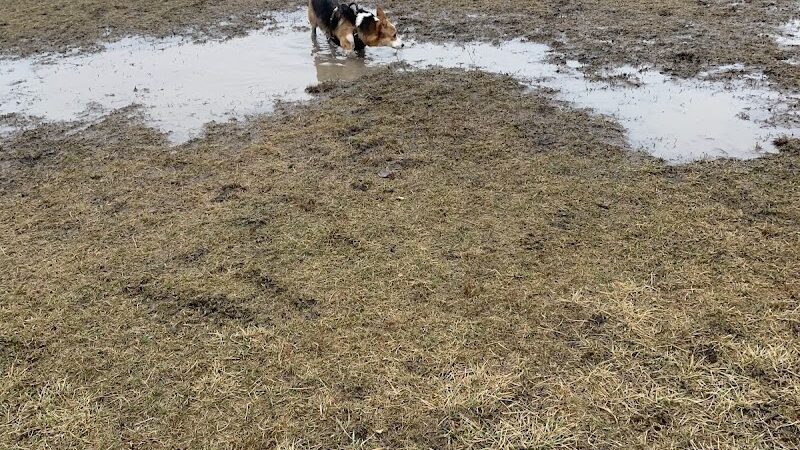 Miller Meadow Off-Leash Dog Area - Forest Park, IL