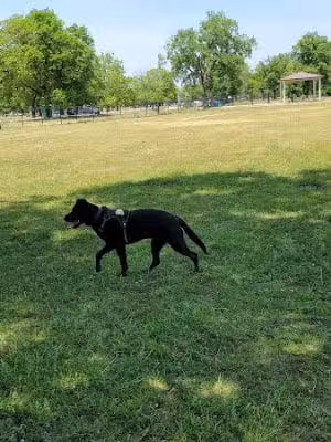 Miller Meadow Off-Leash Dog Area - Forest Park, IL