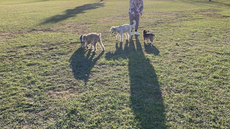 Miller Meadow Off-Leash Dog Area - Forest Park, IL