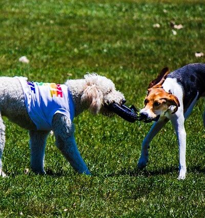 Miller Meadow Off-Leash Dog Area - Forest Park, IL
