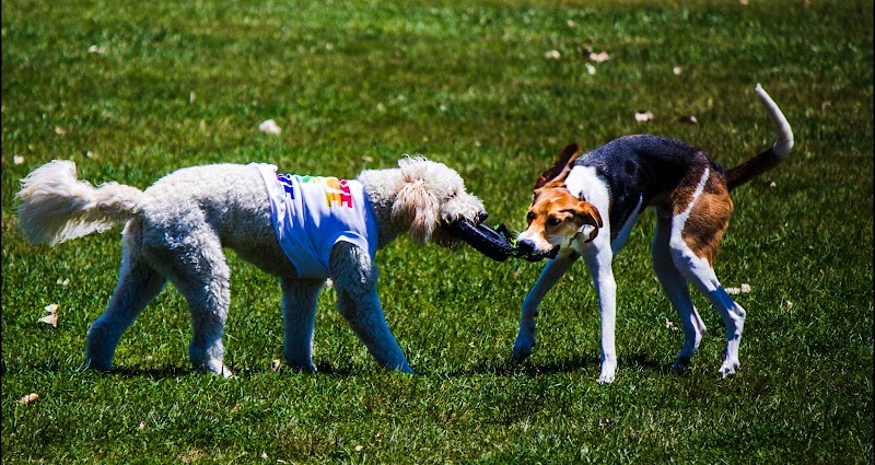 Miller Meadow Off-Leash Dog Area - Forest Park, IL