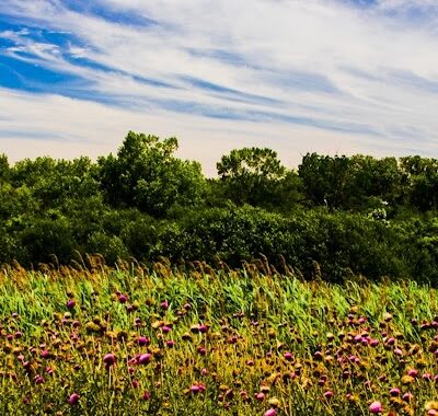 Miller Meadow Off-Leash Dog Area - Forest Park, IL