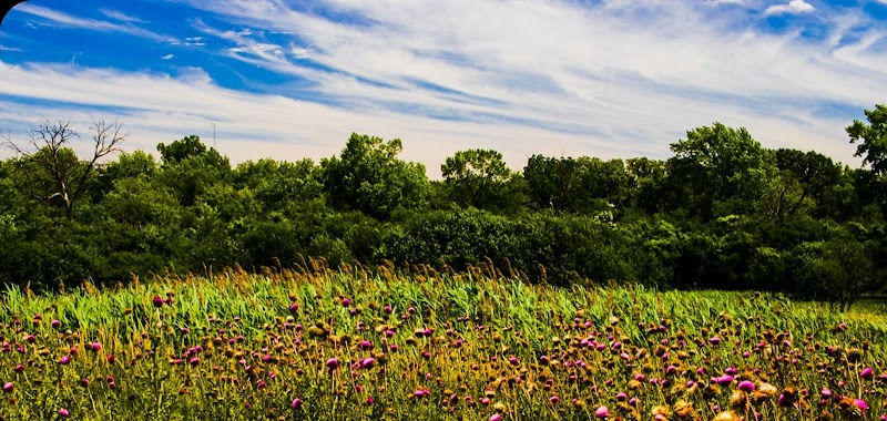 Miller Meadow Off-Leash Dog Area - Forest Park, IL