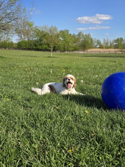Miller Meadow Off-Leash Dog Area - Forest Park, IL