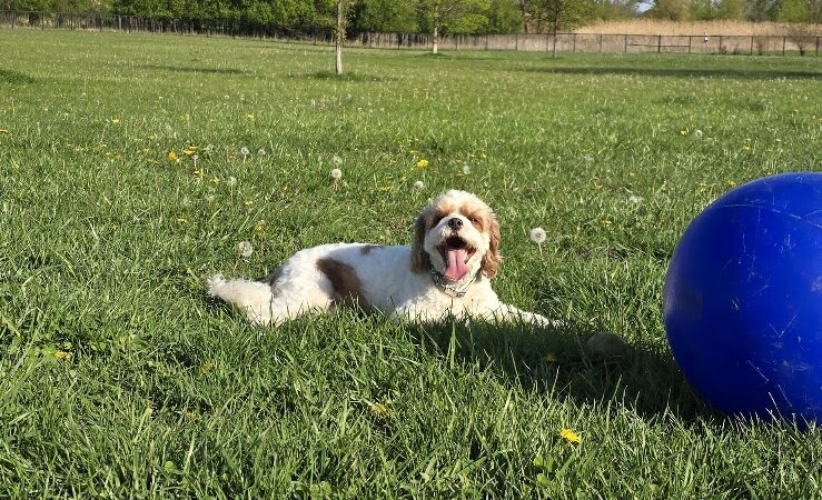 Miller Meadow Off-Leash Dog Area - Forest Park, IL