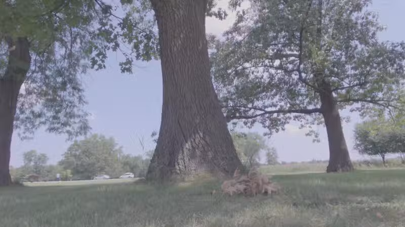 Miller Meadow Off-Leash Dog Area - Forest Park, IL