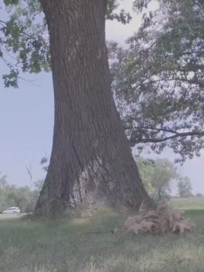Miller Meadow Off-Leash Dog Area - Forest Park, IL