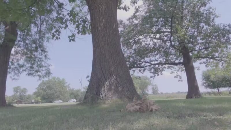 Miller Meadow Off-Leash Dog Area - Forest Park, IL