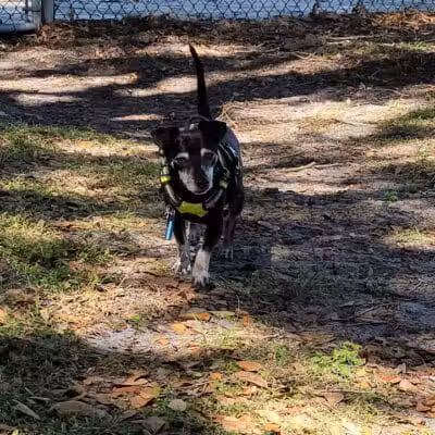 MARVILLA Dog Park - Fort Pierce, FL