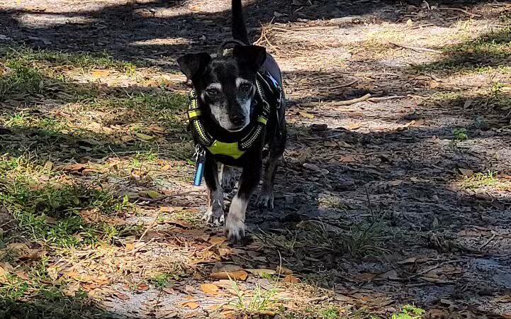 MARVILLA Dog Park - Fort Pierce, FL