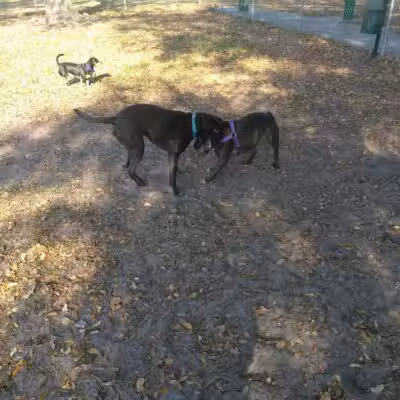 MARVILLA Dog Park - Fort Pierce, FL