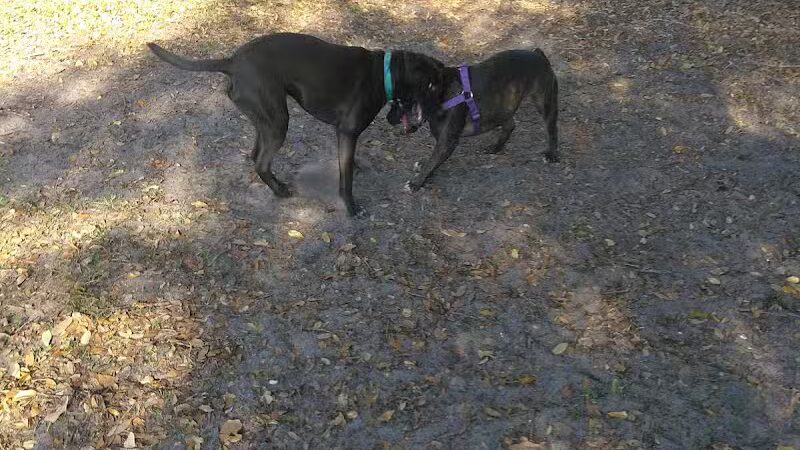 MARVILLA Dog Park - Fort Pierce, FL