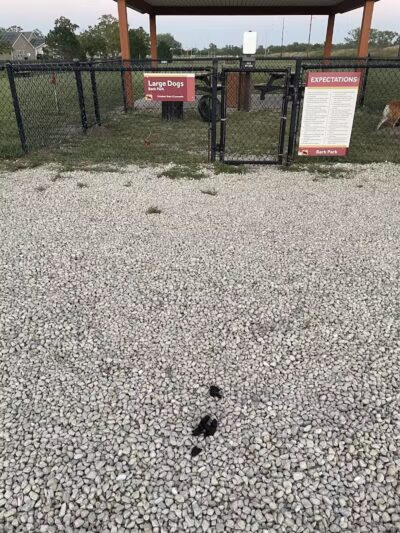 Bark Park - Fort Riley, KS