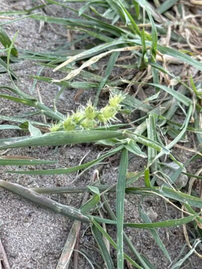 Bark Park - Fort Riley, KS