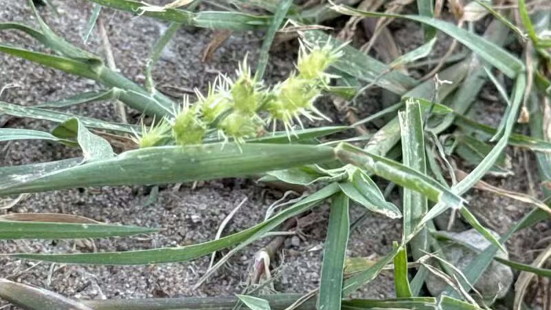Bark Park - Fort Riley, KS