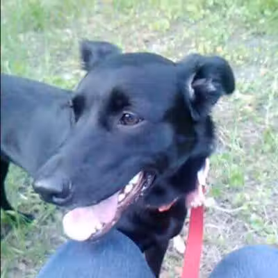 Bark Park - Fort Riley, KS