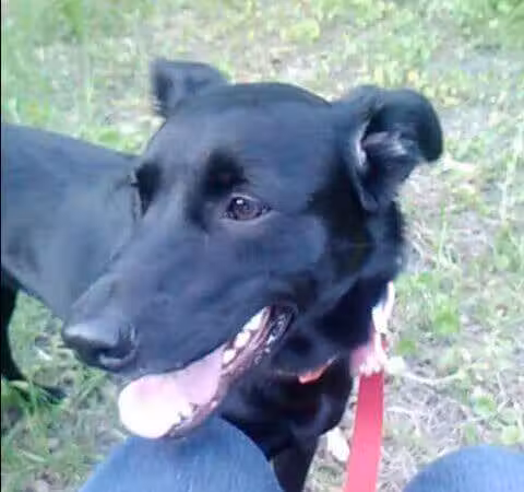 Bark Park - Fort Riley, KS
