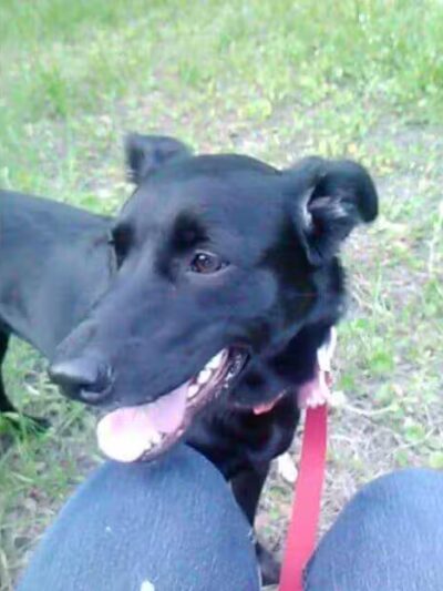 Bark Park - Fort Riley, KS