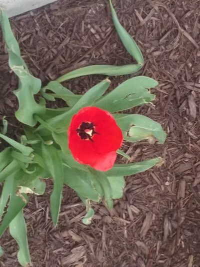 Bark Park - Fort Riley, KS