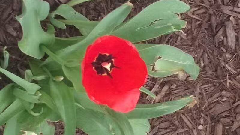 Bark Park - Fort Riley, KS