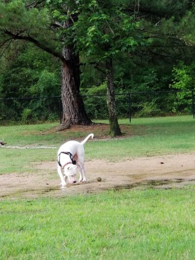 Fort Novosel Bark Park - Fort Rucker, AL