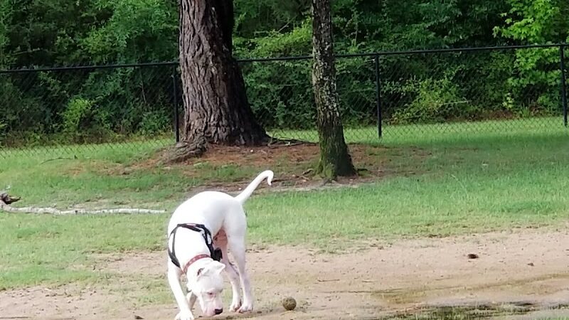 Fort Novosel Bark Park - Fort Rucker, AL