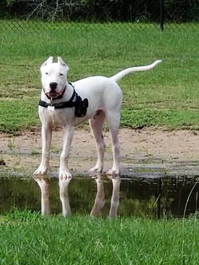 Fort Novosel Bark Park - Fort Rucker, AL