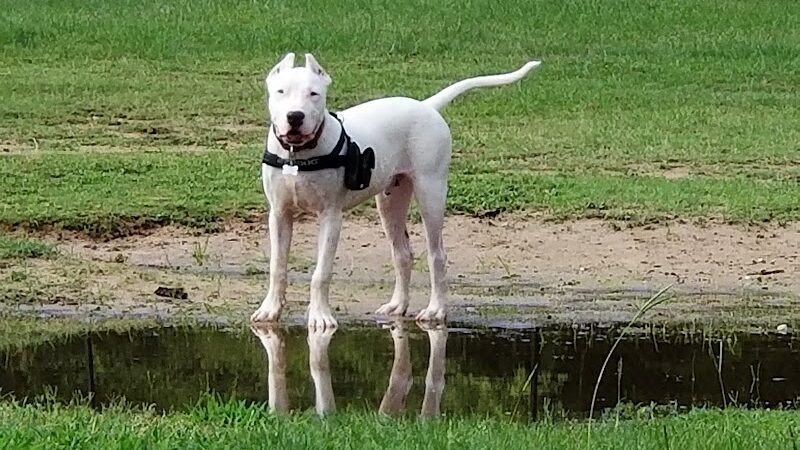 Fort Novosel Bark Park - Fort Rucker, AL