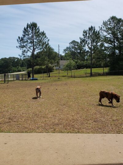 Fort Novosel Bark Park - Fort Rucker, AL