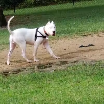 Fort Novosel Bark Park - Fort Rucker, AL