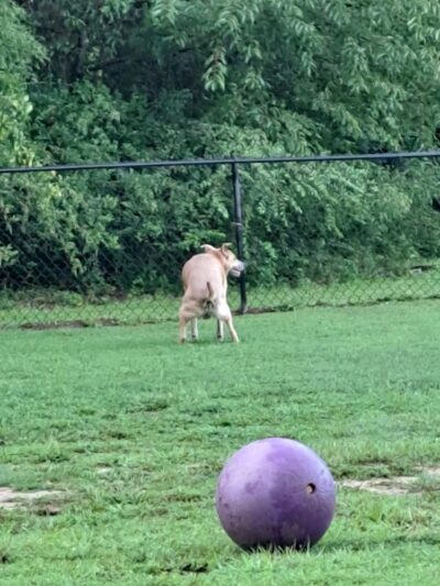 Fort Novosel Bark Park - Fort Rucker, AL