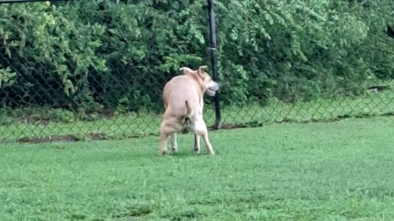 Fort Novosel Bark Park - Fort Rucker, AL