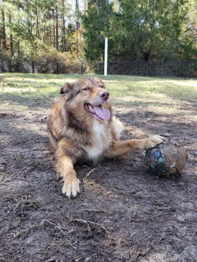 Fort Novosel Bark Park - Fort Rucker, AL