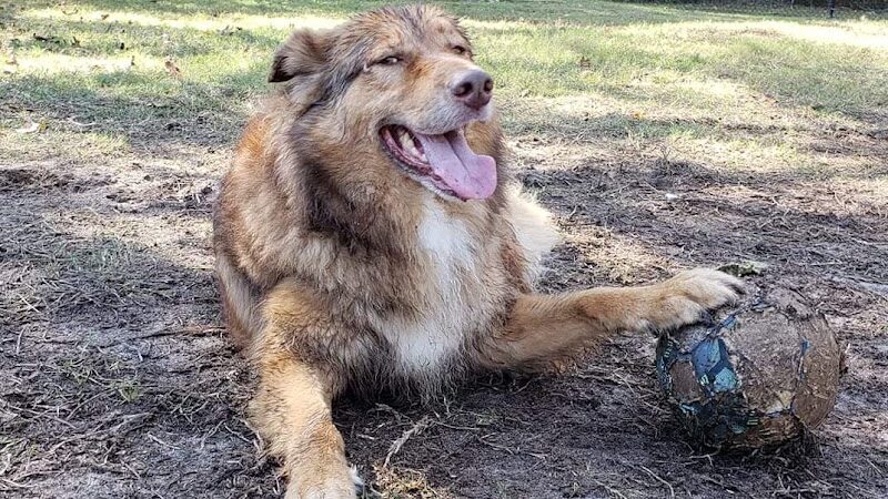 Fort Novosel Bark Park - Fort Rucker, AL