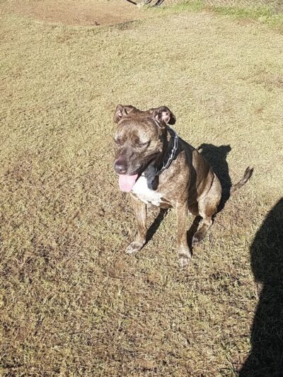 Fort Novosel Bark Park - Fort Rucker, AL