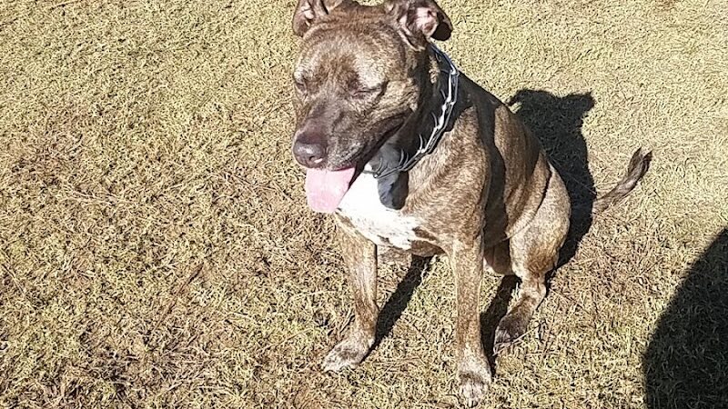 Fort Novosel Bark Park - Fort Rucker, AL