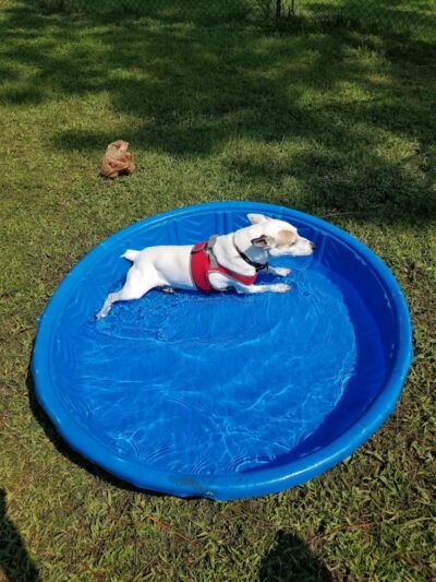 Fort Novosel Bark Park - Fort Rucker, AL
