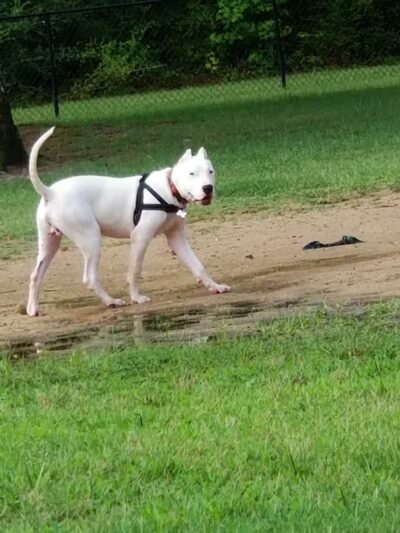 Fort Novosel Bark Park - Fort Rucker, AL