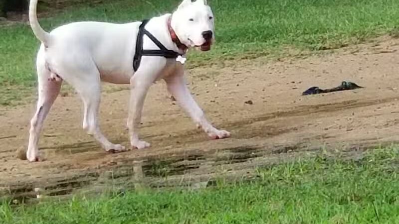 Fort Novosel Bark Park - Fort Rucker, AL