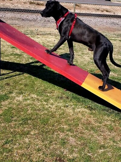 Silliman Dog Park - Fort Stockton, TX