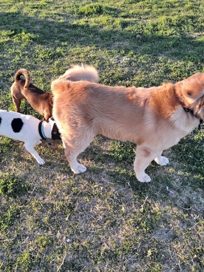 Silliman Dog Park - Fort Stockton, TX