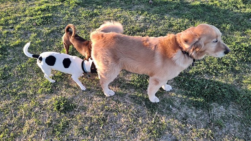 Silliman Dog Park - Fort Stockton, TX